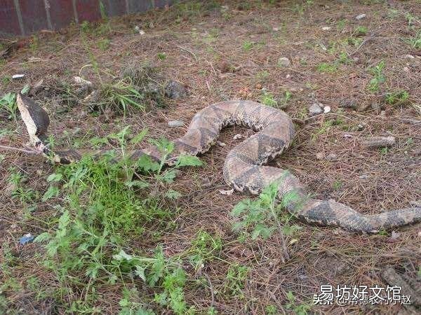 五步蛇具有很好的保护色,难以被发现,假如在农村山上干活被五步蛇咬了怎么办?