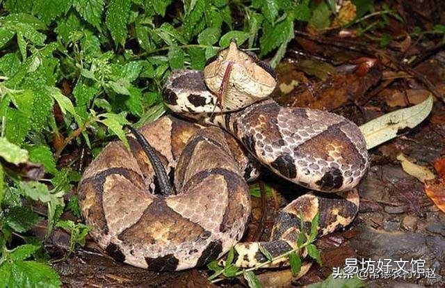 五步蛇具有很好的保护色,难以被发现,假如在农村山上干活被五步蛇咬了怎么办?
