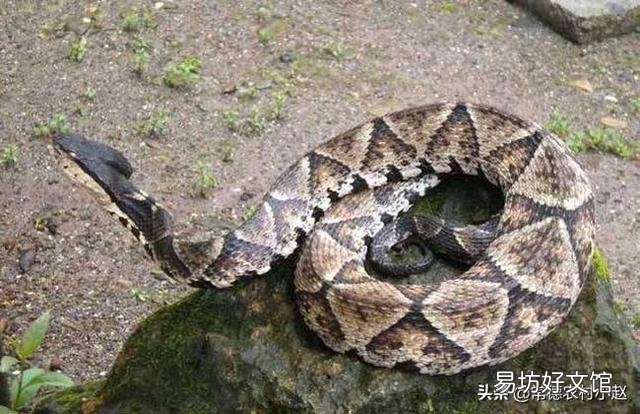五步蛇具有很好的保护色,难以被发现,假如在农村山上干活被五步蛇咬了怎么办?