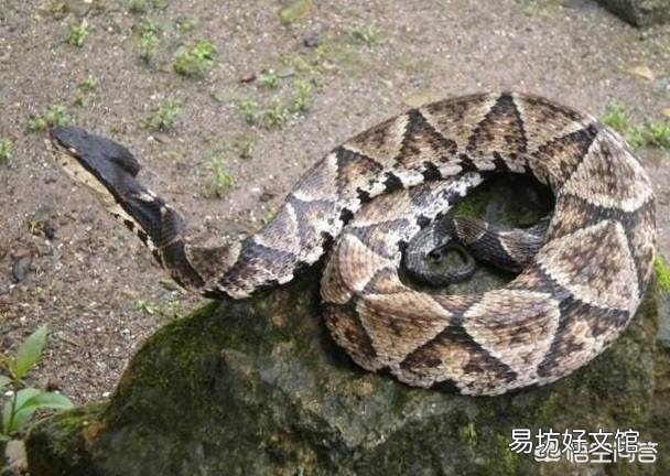 五步蛇具有很好的保护色,难以被发现,假如在农村山上干活被五步蛇咬了怎么办?