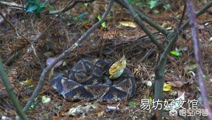 五步蛇具有很好的保护色,难以被发现,假如在农村山上干活被五步蛇咬了怎么办?