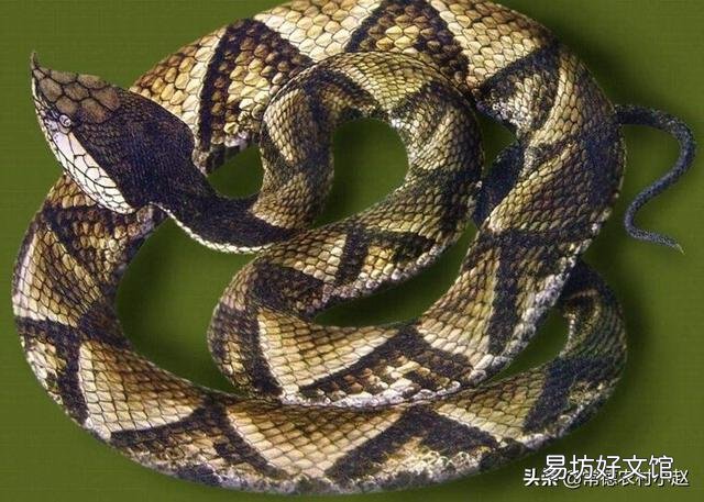 五步蛇具有很好的保护色,难以被发现,假如在农村山上干活被五步蛇咬了怎么办?