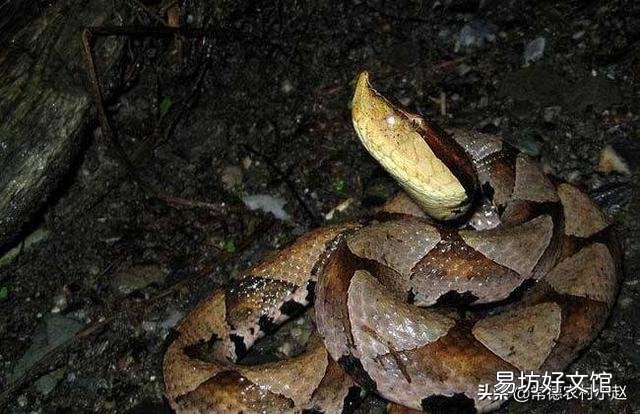 五步蛇具有很好的保护色,难以被发现,假如在农村山上干活被五步蛇咬了怎么办?