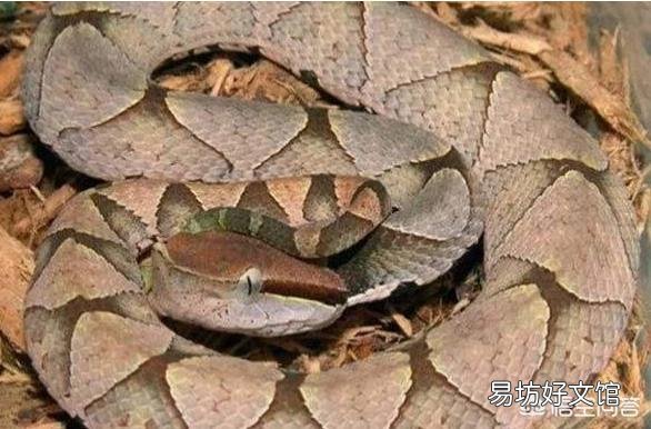 五步蛇具有很好的保护色,难以被发现,假如在农村山上干活被五步蛇咬了怎么办?