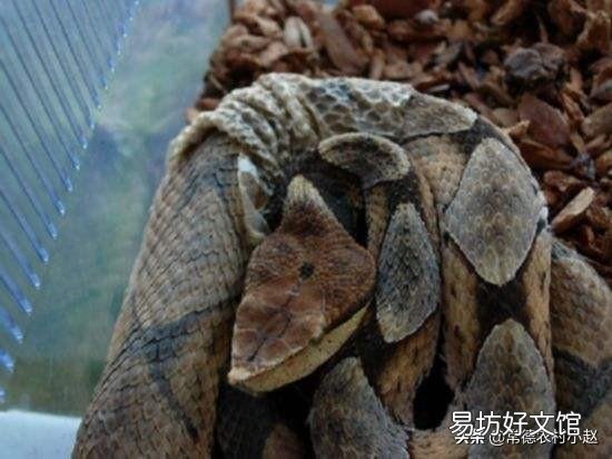 五步蛇具有很好的保护色,难以被发现,假如在农村山上干活被五步蛇咬了怎么办?
