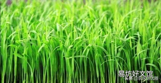 有机肥施肥过量,是否有害?