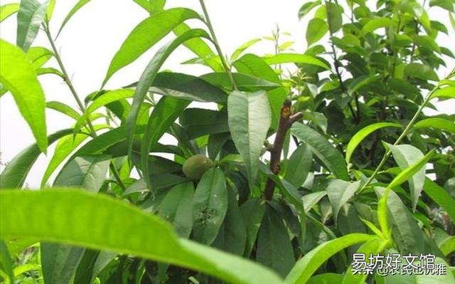 有机肥施肥过量,是否有害?