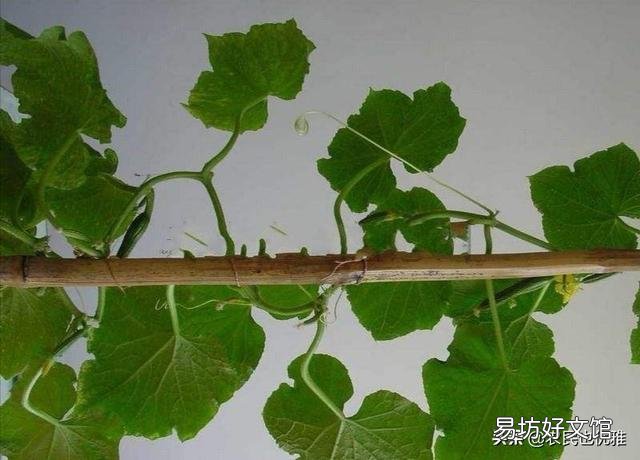 有机肥施肥过量,是否有害?