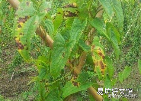 有机肥施肥过量,是否有害?