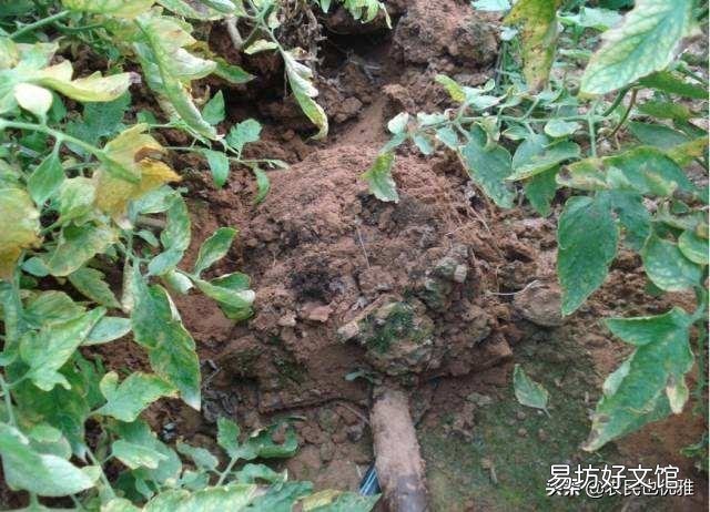 有机肥施肥过量,是否有害?
