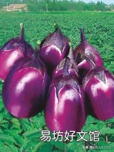 夏天在农村经常看到将茄子、长豆角晒干,好吃吗?怎么制作的呢?