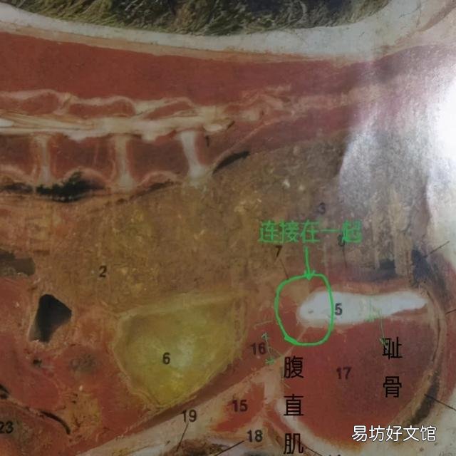 母猫涨奶硬块多久会消(小猫断奶母猫涨奶硬块多久会消)