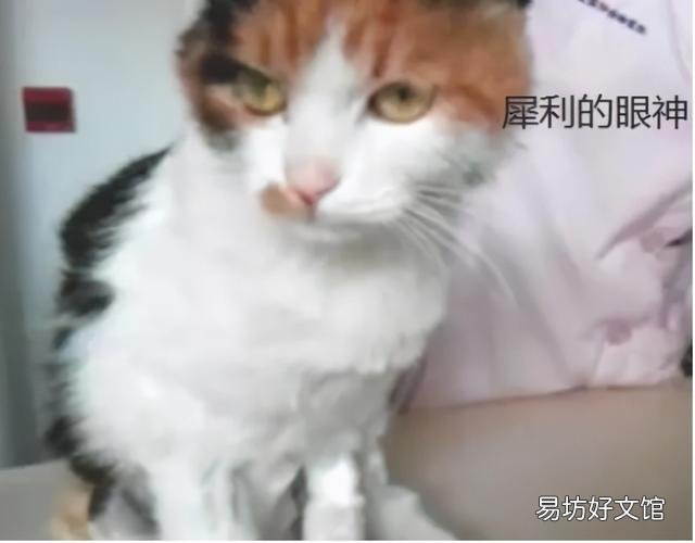 母猫涨奶硬块多久会消(小猫断奶母猫涨奶硬块多久会消)