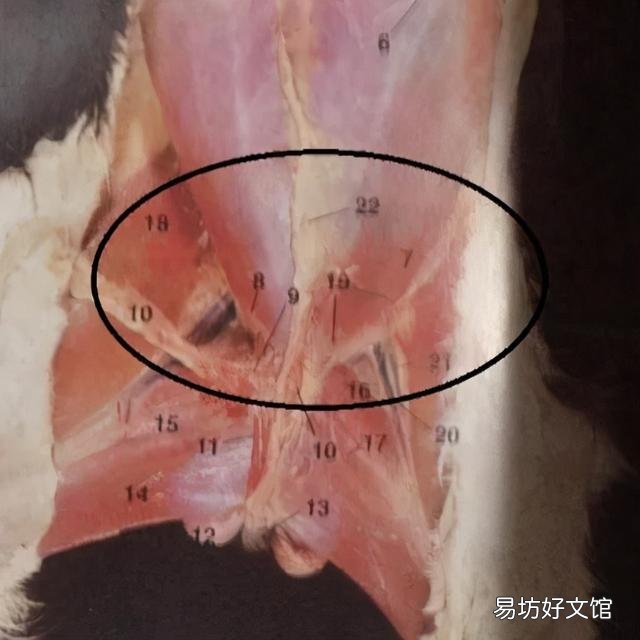 母猫涨奶硬块多久会消(小猫断奶母猫涨奶硬块多久会消)