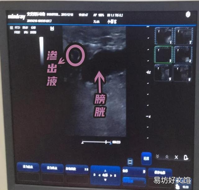 母猫涨奶硬块多久会消(小猫断奶母猫涨奶硬块多久会消)