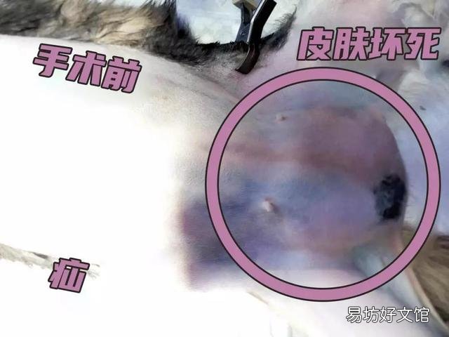 母猫涨奶硬块多久会消(小猫断奶母猫涨奶硬块多久会消)