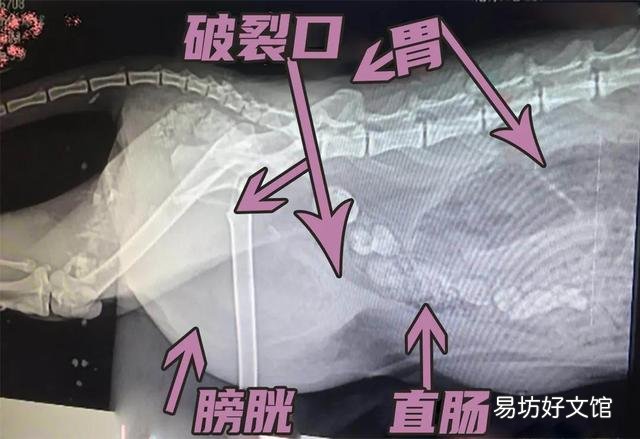 母猫涨奶硬块多久会消(小猫断奶母猫涨奶硬块多久会消)
