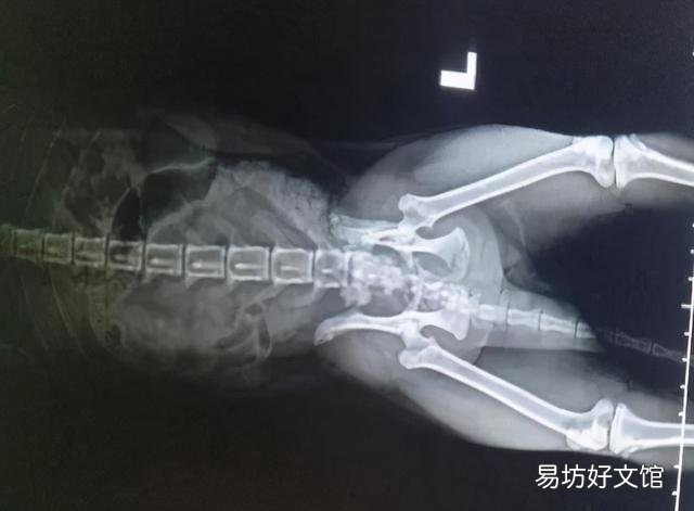 母猫涨奶硬块多久会消(小猫断奶母猫涨奶硬块多久会消)