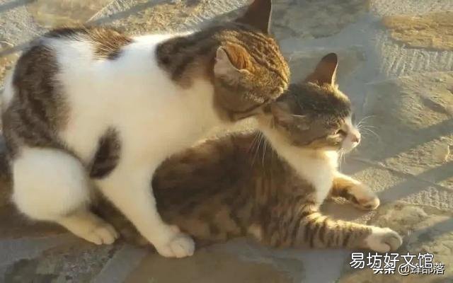 猫叫春是怎么回事(猫咪一直叫怎么办)