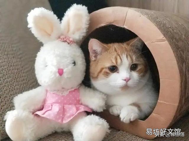 猫叫春是怎么回事(猫咪一直叫怎么办)