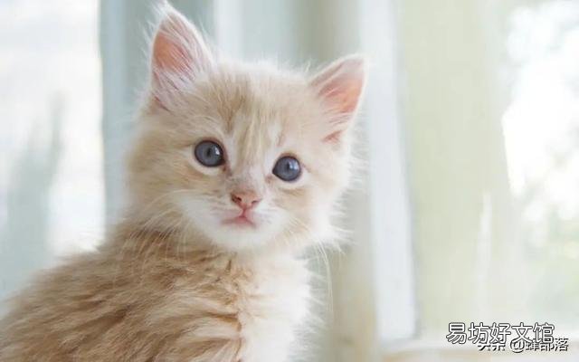 猫叫春是怎么回事(猫咪一直叫怎么办)