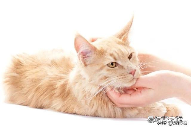 猫叫春是怎么回事(猫咪一直叫怎么办)