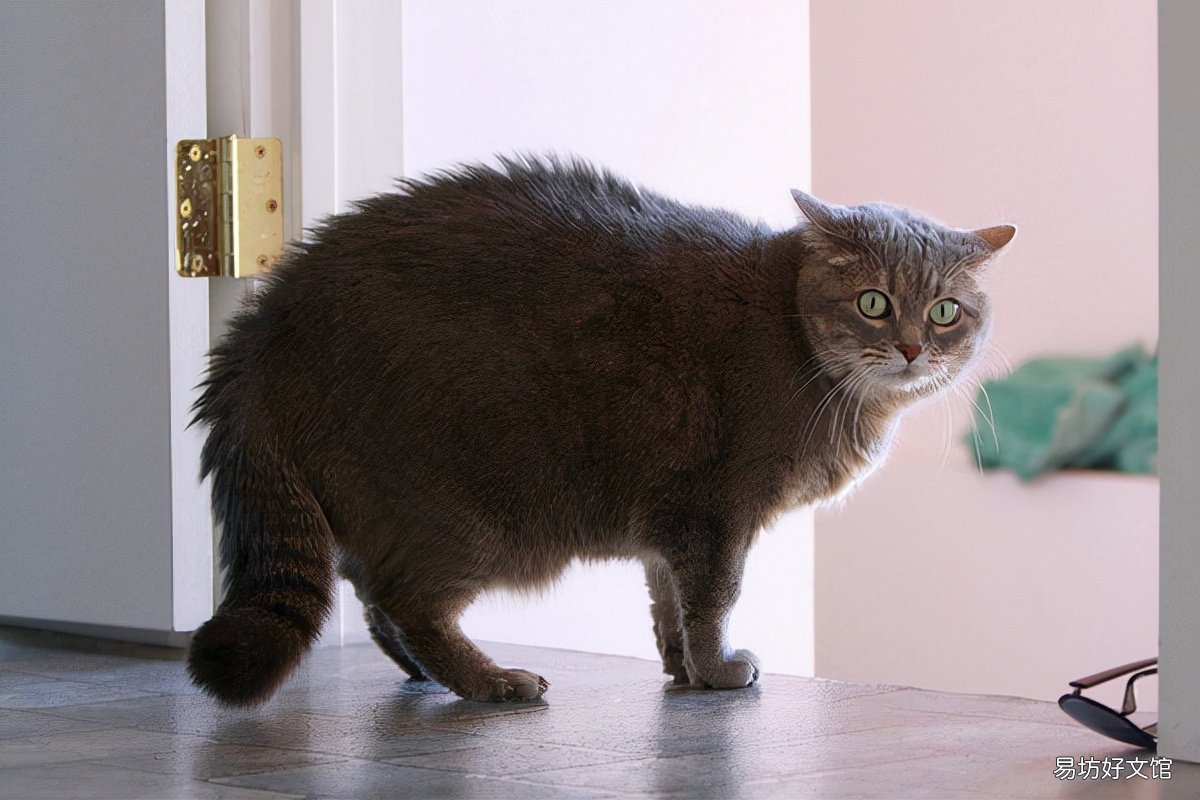 猫受到惊吓多久恢复(猫受了惊吓多久会好)