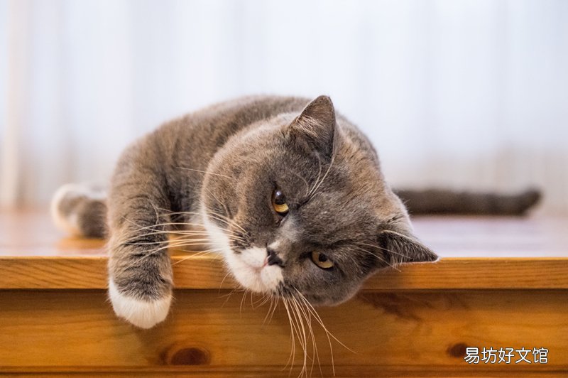 猫受到惊吓多久恢复(猫受了惊吓多久会好)