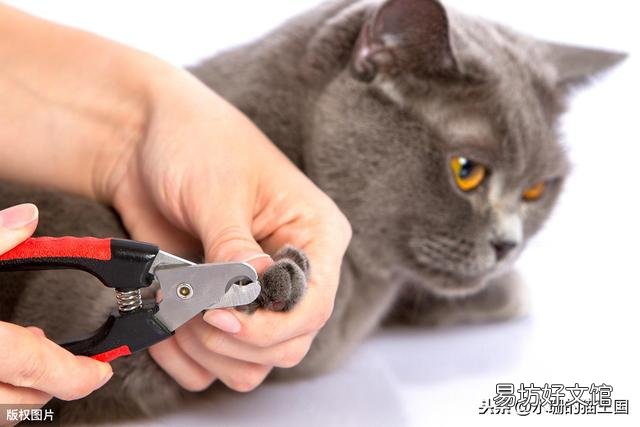 给猫咪剪指甲(给猫咪剪指甲正确方法)