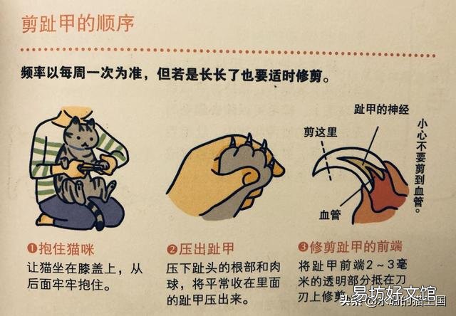 给猫咪剪指甲(给猫咪剪指甲正确方法)