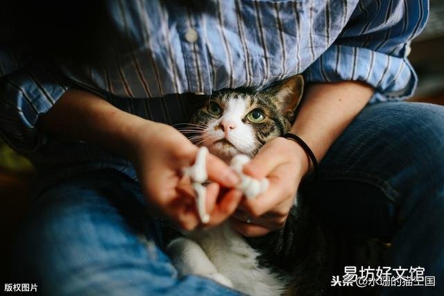 给猫咪剪指甲(给猫咪剪指甲正确方法)