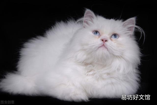 白色的猫有哪些品种(白色的猫有哪些品种图片大全)