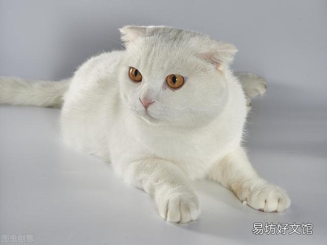白色的猫有哪些品种(白色的猫有哪些品种图片大全)