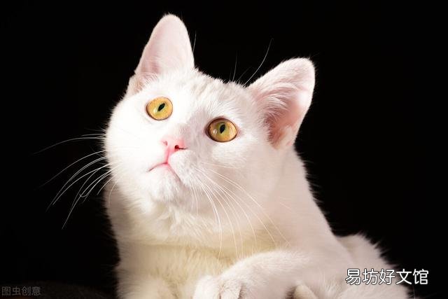 白色的猫有哪些品种(白色的猫有哪些品种图片大全)