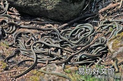 农村老话“见蛇相晤喊出声,吉兆应在答话人”什么意思?有道理吗?