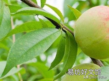 桃树叶子剪秃了好吗?