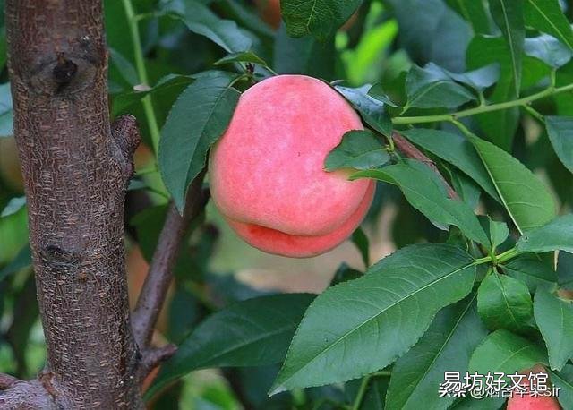 桃树叶子剪秃了好吗?