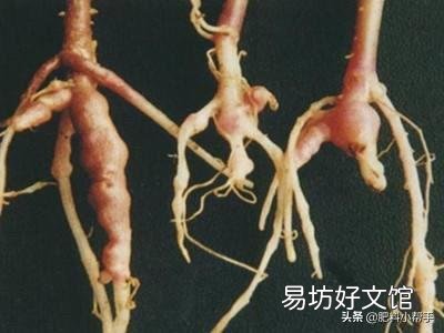 鸡粪是不是一种很好的农家肥?它含有重金属和激素吗?