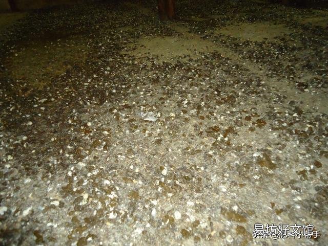 鸡粪是不是一种很好的农家肥?它含有重金属和激素吗?