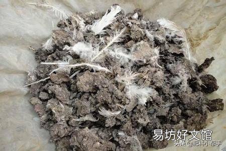 鸡粪是不是一种很好的农家肥?它含有重金属和激素吗?
