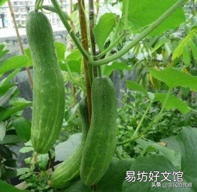 黄瓜藤蔓被踩过后结的瓜会发苦,有依据吗?