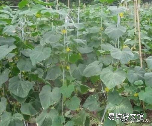黄瓜藤蔓被踩过后结的瓜会发苦,有依据吗?