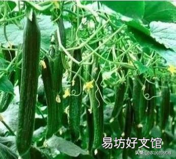 黄瓜藤蔓被踩过后结的瓜会发苦,有依据吗?