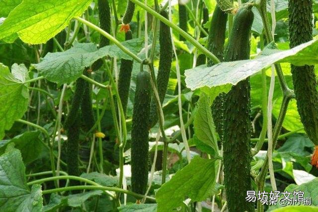 黄瓜藤蔓被踩过后结的瓜会发苦,有依据吗?