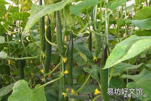 黄瓜藤蔓被踩过后结的瓜会发苦,有依据吗?