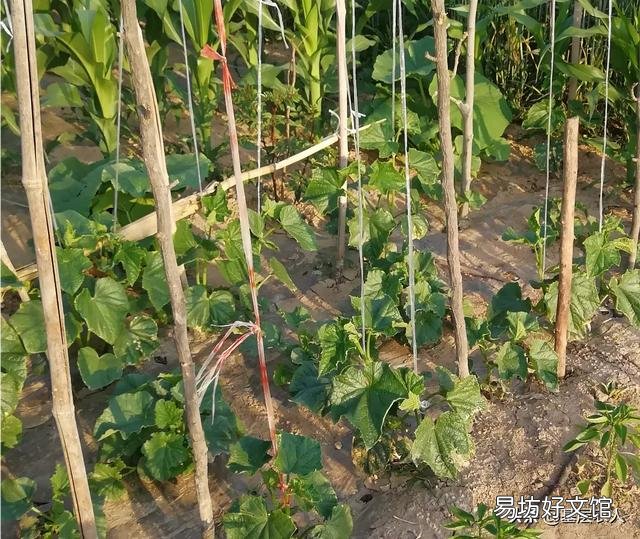 黄瓜藤蔓被踩过后结的瓜会发苦,有依据吗?