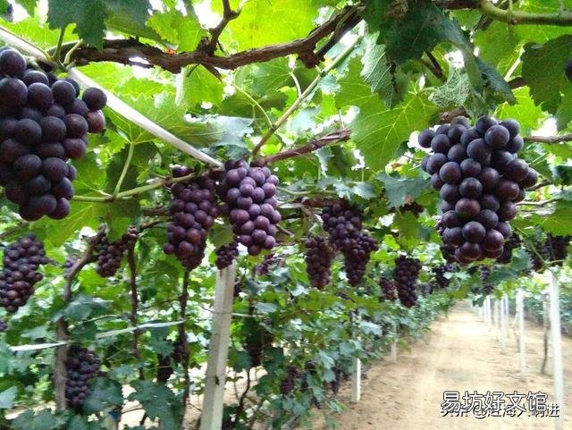 葡萄什么时候用硝酸铵钙好？