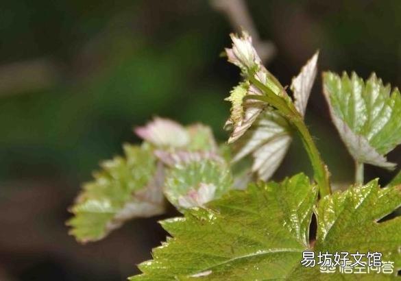 葡萄什么时候用硝酸铵钙好？