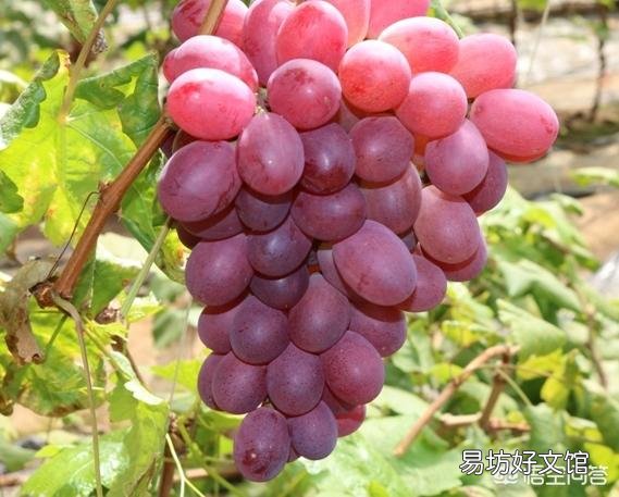葡萄什么时候用硝酸铵钙好？