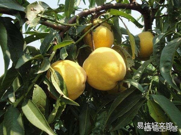 种植桃树收获时,树上的桃子大的大,小的小,为什么那么不均匀呢?有什么办法解决?